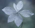 USA, Washington State, Seabeck. Western starflower leaves in fall. Art Print
